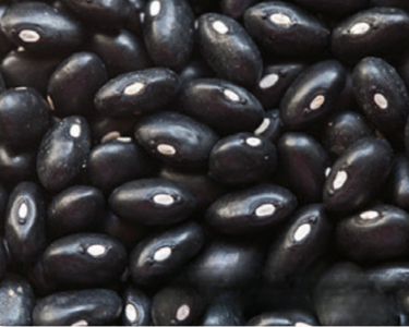 Black Turtle Bean Seeds